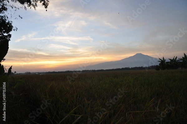 Fototapeta sunset over the field