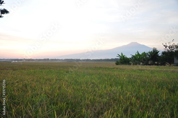 Obraz sunset over the field