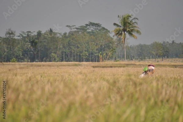 Fototapeta farmer in field