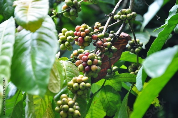 Fototapeta blossom in spring