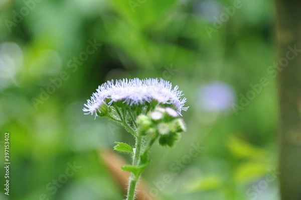 Fototapeta white dandelion flower