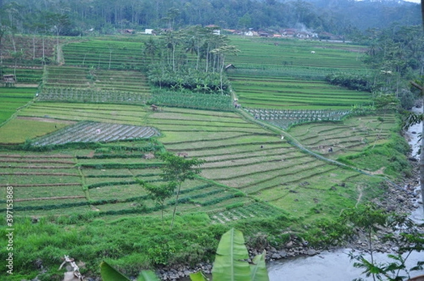 Fototapeta rice terraces