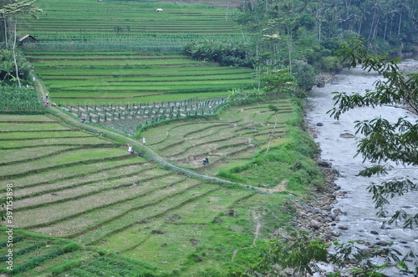 Fototapeta rice terraces