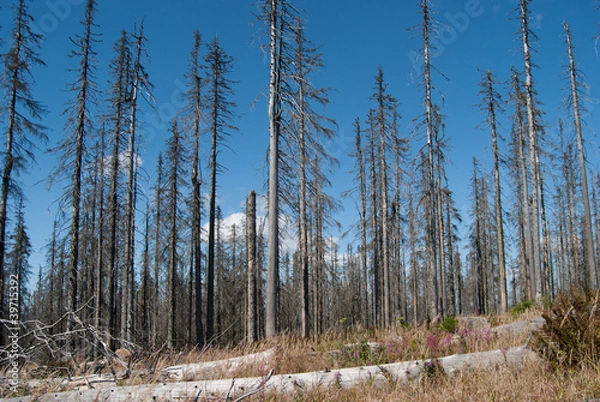Obraz Dead forest in Plöckenstein