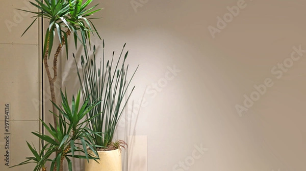 Obraz 観葉植物と照明