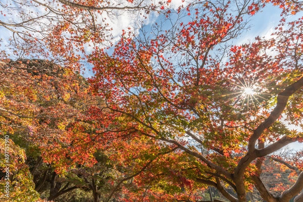 Fototapeta 日本の秋の風景