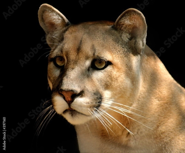 Obraz cougar portrait