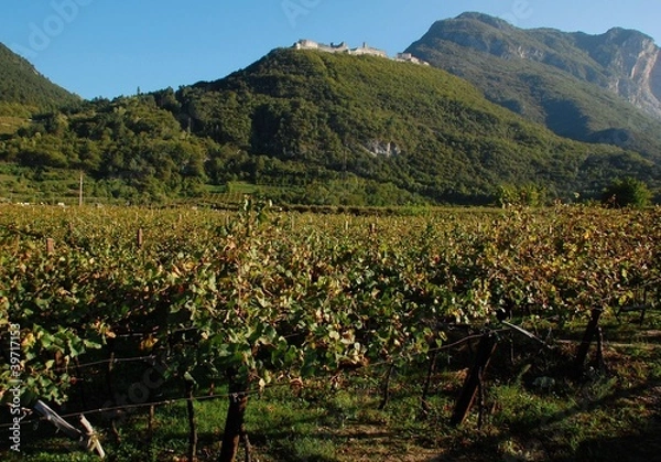 Obraz Veduta di Castel Beseno dai vigneti