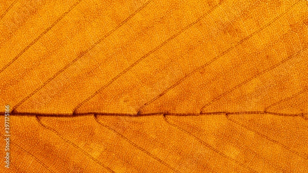Obraz Full-screen close-up texture of a brown autumn beech leaf fragment with backlight, panoramic