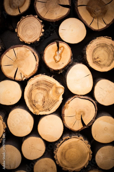 Obraz Wood logs cut in section, background concept