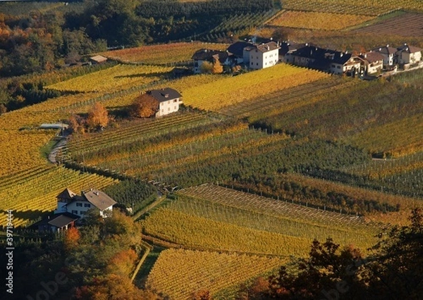 Obraz Vigneti presso San Paolo