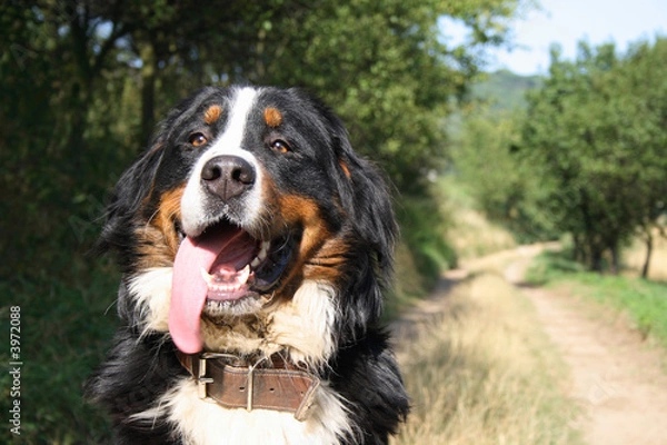 Obraz  Bernese mountain dog