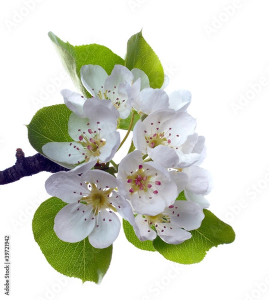 Obraz Branch of pear flower