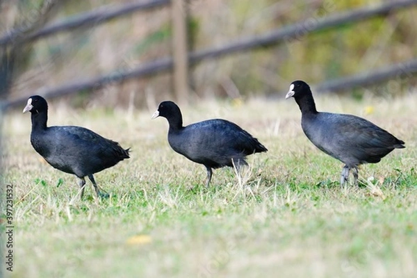 Obraz オオバンの行進