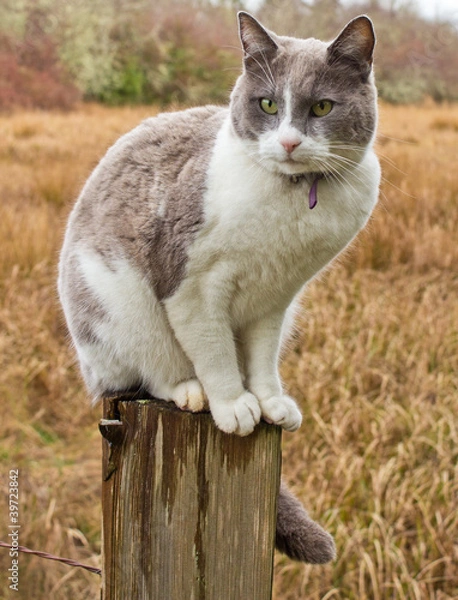Fototapeta Cat on Fence Post