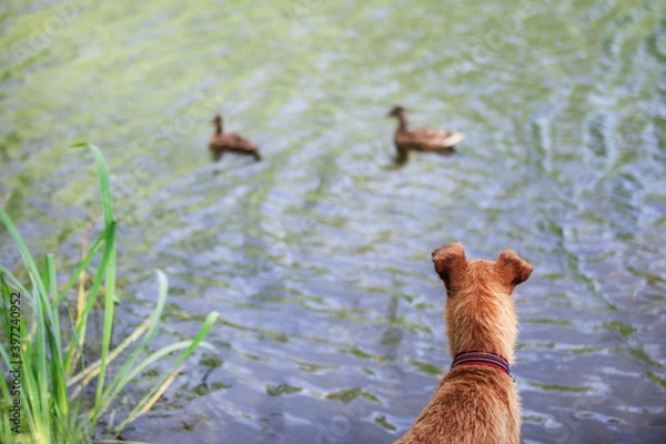Obraz Hunting dog tracks ducks on the lake. Irish terrier.
