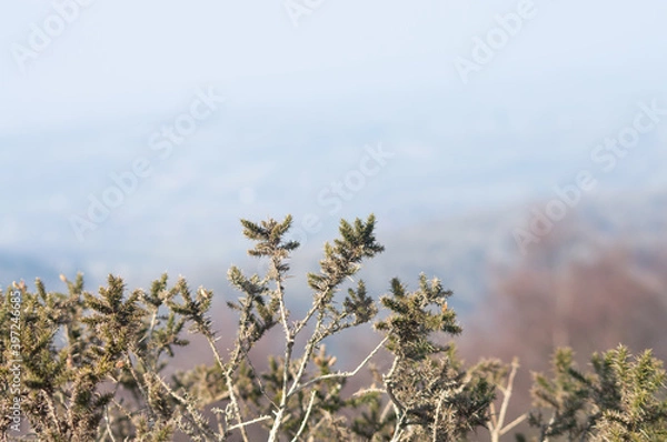 Fototapeta A close up of a bush growing on the Malvern Hills, Worcestershire.