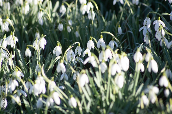 Fototapeta A close up shot of snowbells.