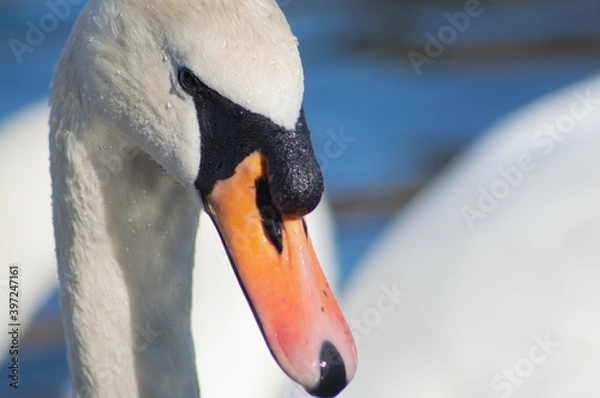Fototapeta Hyper close up shot of a swan