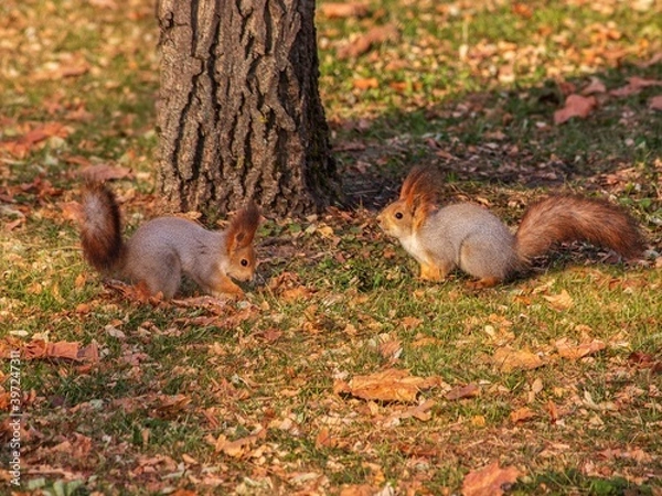 Fototapeta Two squirrels in the autumn park