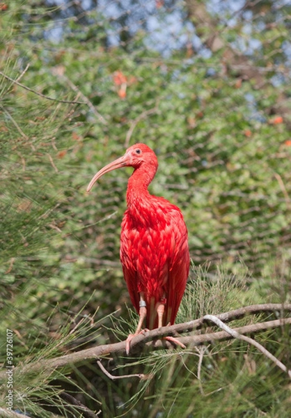 Obraz Scarlet ibis (Eudocimus Ruber)