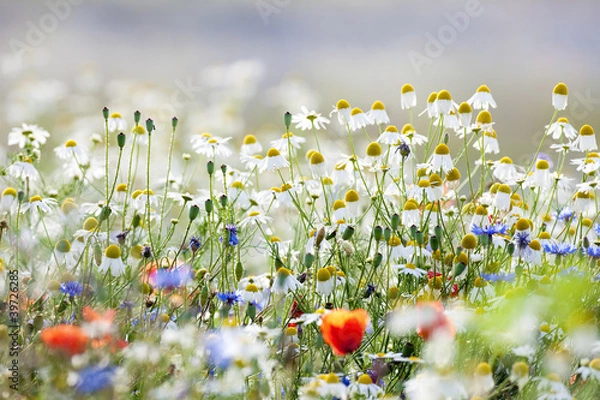 Obraz wild flowers