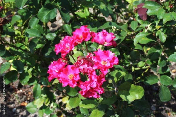 Obraz Parco Sigurtà