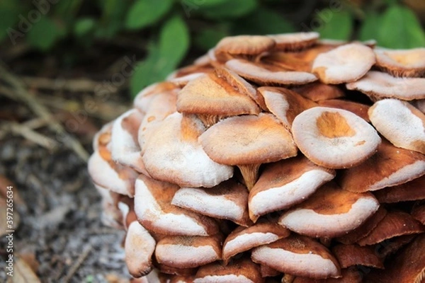 Fototapeta A cluster of mature armillaria tabescens, commonly called ringless honey mushrooms. Ringless honey mushrooms are a type of wild edible mushroom found in North America.