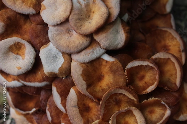 Fototapeta A cluster of mature armillaria tabescens, commonly called ringless honey mushrooms. Ringless honey mushrooms are a type of wild edible mushroom found in North America.
