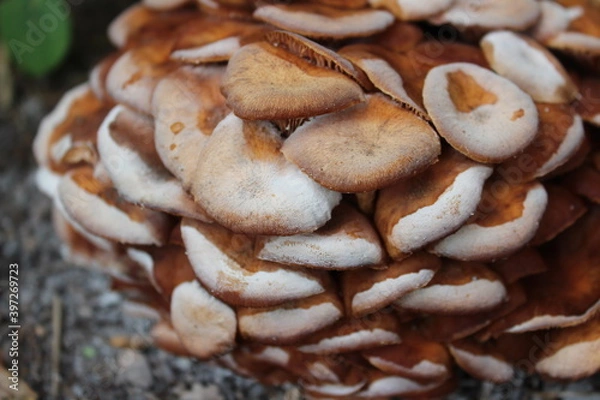 Fototapeta A cluster of mature armillaria tabescens, commonly called ringless honey mushrooms. Ringless honey mushrooms are a type of wild edible mushroom found in North America.