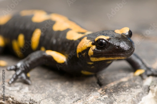 Fototapeta Salamander