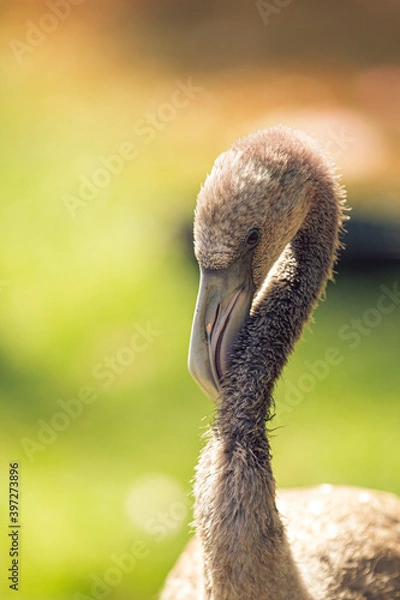 Obraz Juvenile Flamingo