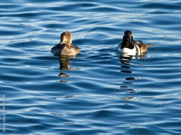 Fototapeta Hooded mergansers ( Lophodytes cucullatus) swim in blue ocean waters off the coast of Vancouver Island,  British Columbia