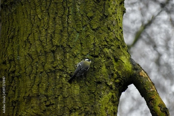 Obraz Coal tit on tree