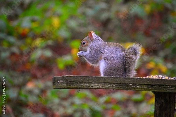 Obraz squirrel feeding