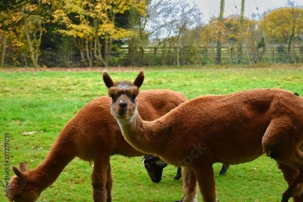 Obraz Alpaca on a meadow