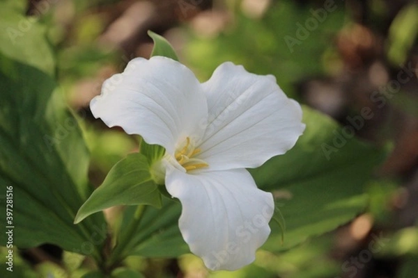 Obraz Canada's white trillium flower closeup