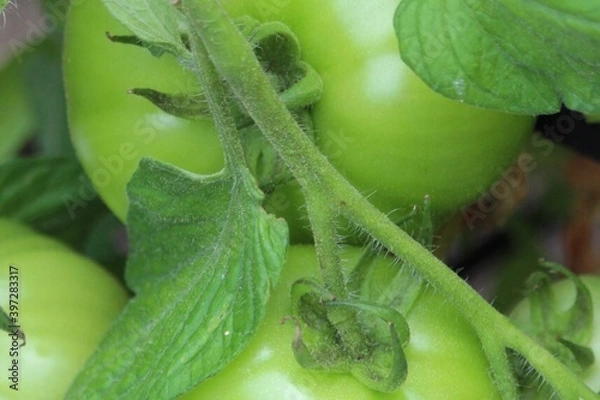 Obraz green tomatoes on a vine