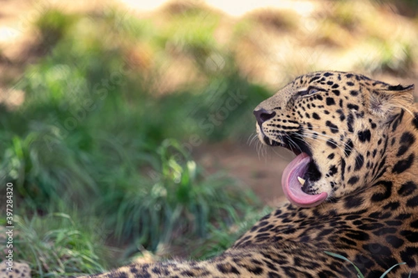 Obraz Panther bathing