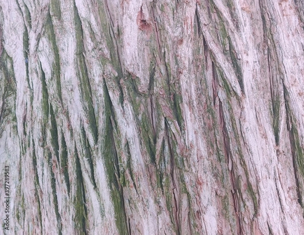Obraz bark texture