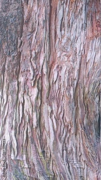 Obraz bark texture