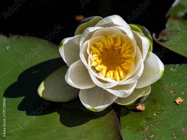 Obraz Seerose blüht