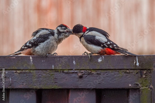 Obraz Specht füttert Junges