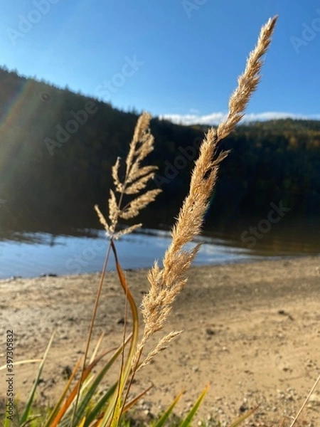 Obraz reeds on the beach