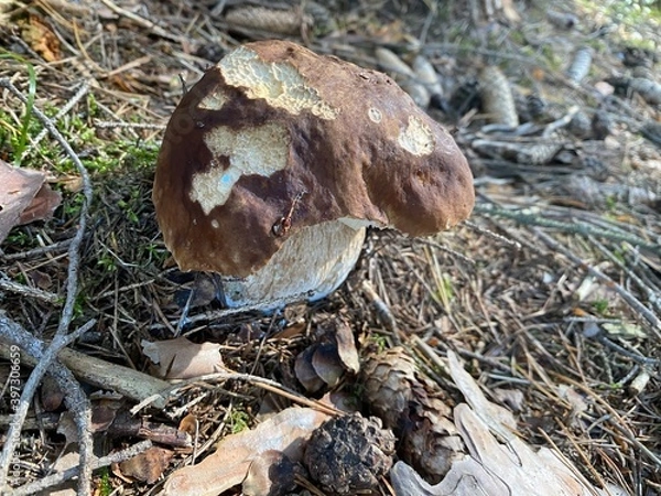 Obraz mushroom in the forest