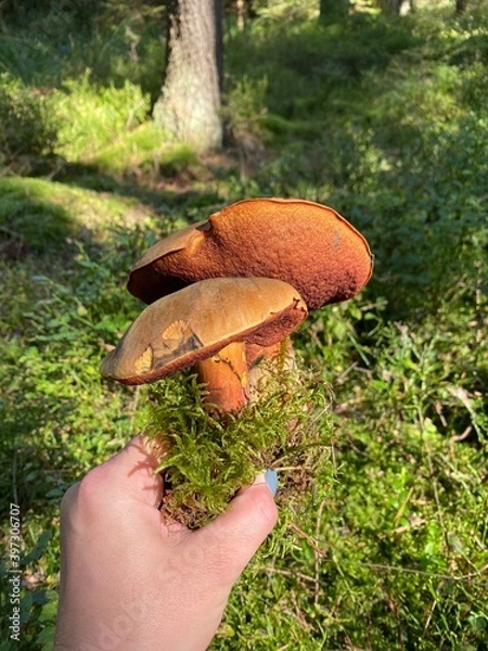 Obraz mushroom in the forest