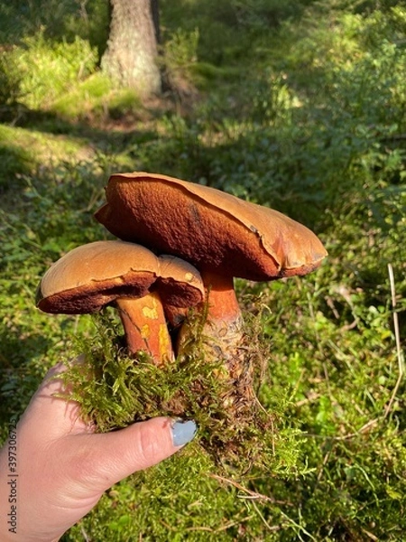 Obraz mushroom in the forest