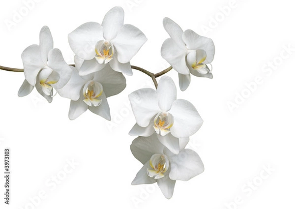 Obraz Biała orchidea