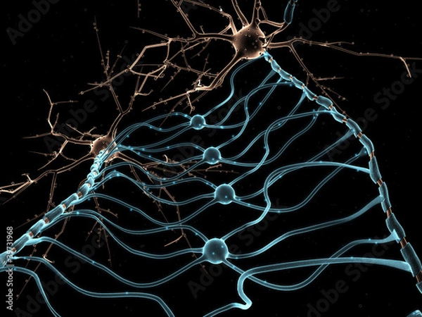 Obraz Neuron Oligodendrocytes