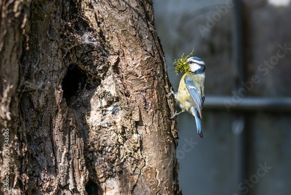 Obraz Blaumeise vor dem Nest